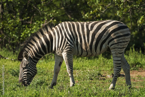 Plains Zebra  Equus quagga chapmani  Hluhluwe-Imfolozi Park  South Africa