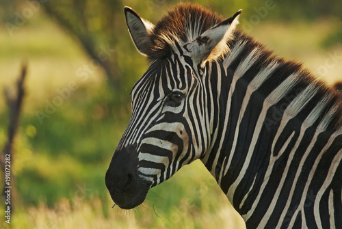 Plains Zebra, Equus quagga chapmani, Hluhluwe-Imfolozi Park, South Africa