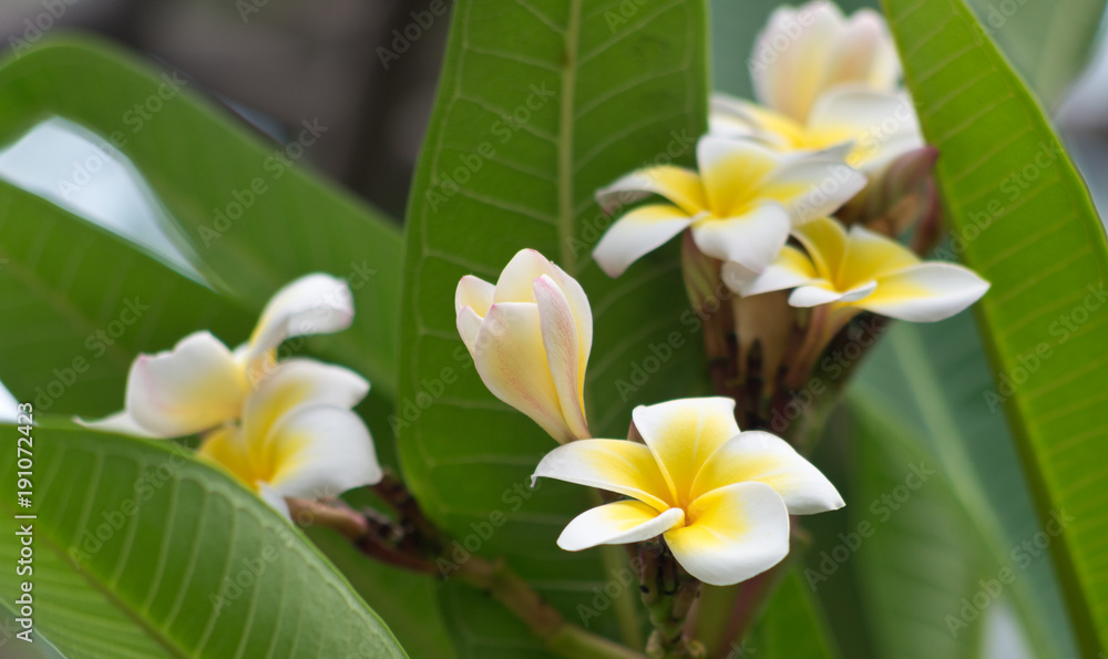 Obraz premium Frangipani flowers
