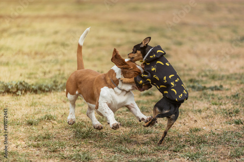 Two dogs playing together outdoors