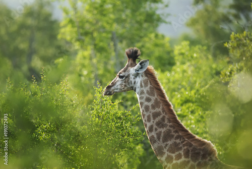 South African Giraffe  Giraffa giraffa giraffa  portrait  South Africa