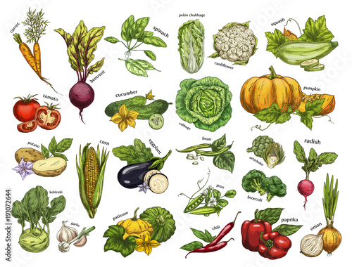Isolated set vegetables harvest for vegan market