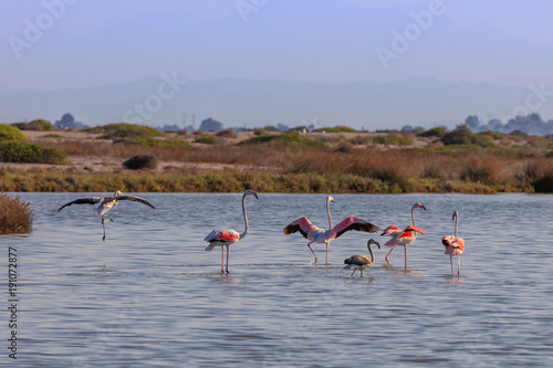 pink flamingos walking through the water
