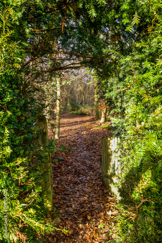 A wooden picket gate and arched gap in a hedge  pathway leading to a wood  golden autumn leaves in the path  green fern hedge