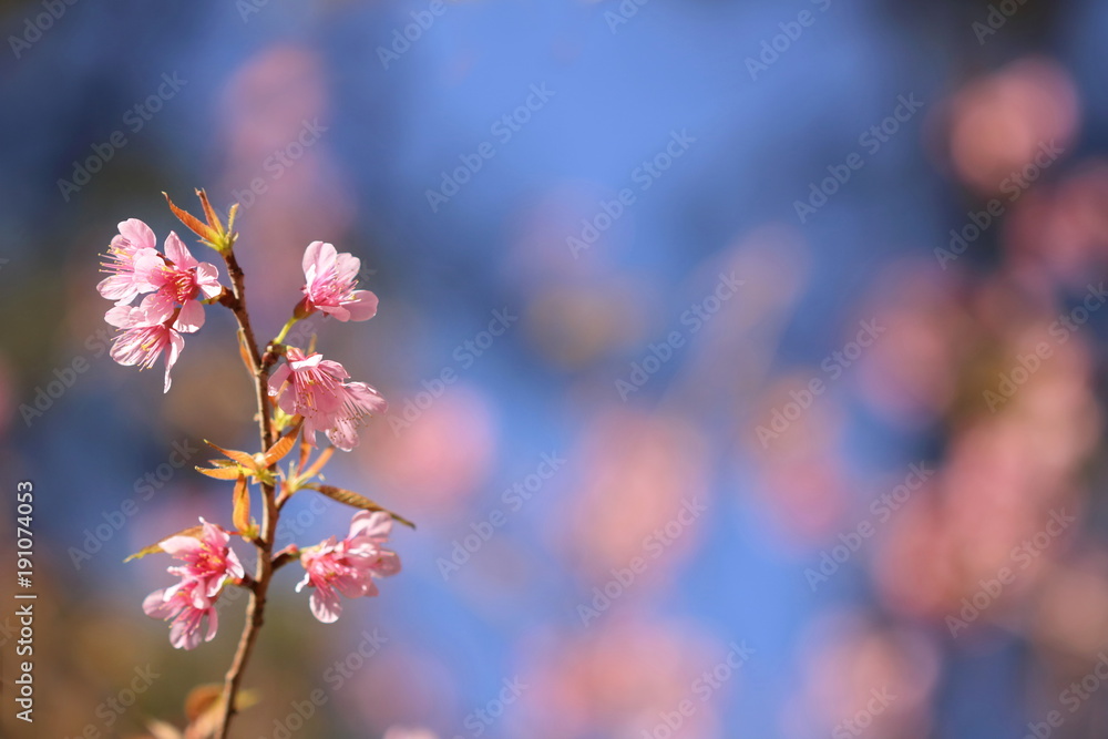Blooming pink Prunus cerasoides flowers on dark blue and blur pink flowers background at Khao Kho, Phetchabun, Thailand. Like blooming pink sakura flowers. Have copy space for put text.