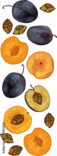 
In ordinary seed, large trees are hidden, future trees. Fruits of apricot and plum.
