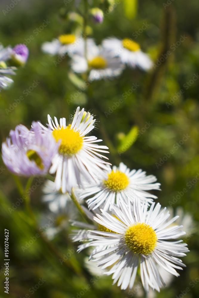 Fototapeta premium Field of daisies