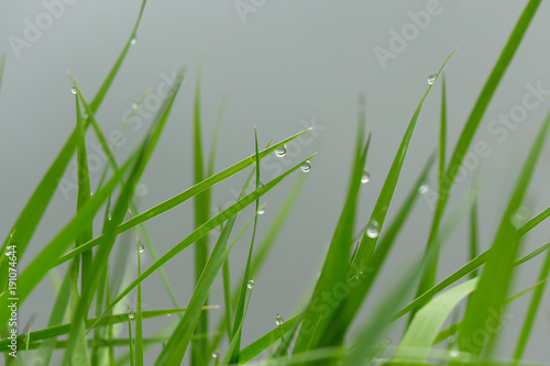 Fresh green grass with dew drops closeup. Nature Background © Игорь Салов