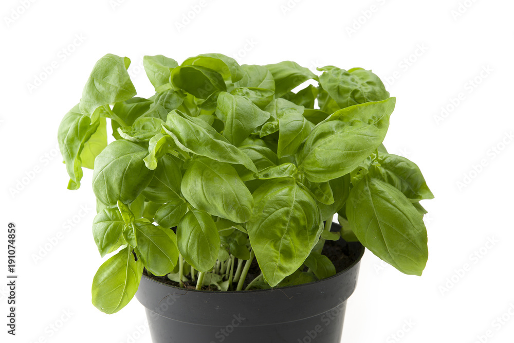 Fresh leaves of basil close up on white Fresh leaves of basil close up on white