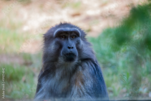 Macaque de Tonkéan dans un parc zoologique