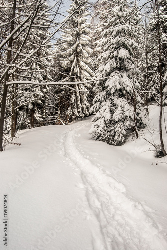 winter scenery with snow covered hiking trail and trees