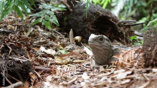 Native New Zealand Tuatara 
