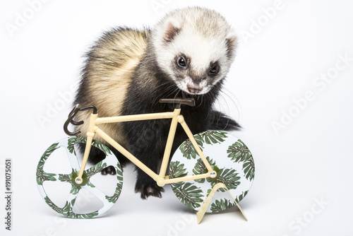 Cute domestic ferret looking at decorative bicycle. Posing in a studio on white background.