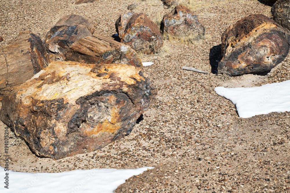 Obraz premium Petrified Log atop a Hardened Dune