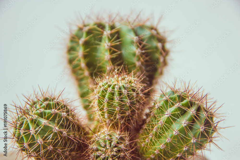 Cactus close up. Minimal style, copy space Cactus close up. Minimal style, copy space