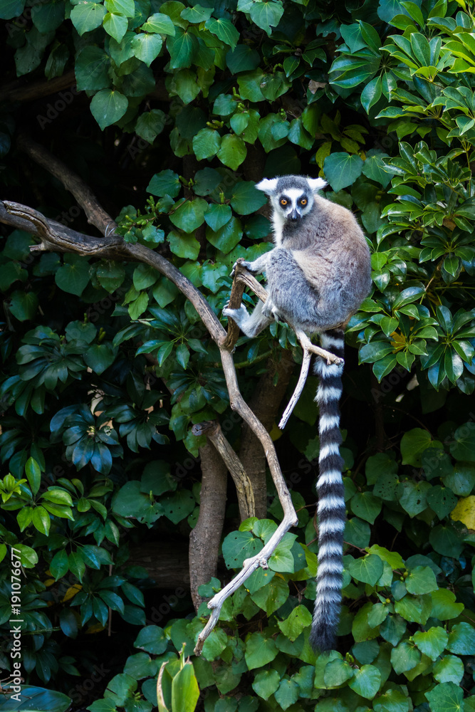 Obraz premium Ring-tailed Lemur