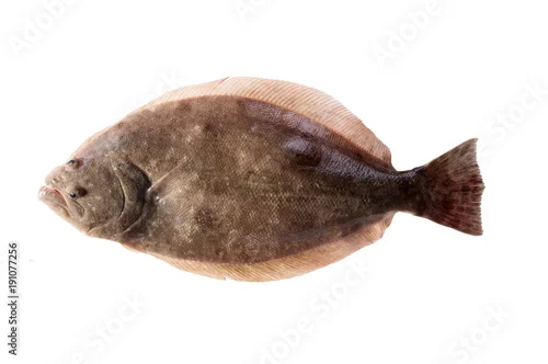 Obraz Flądra Południowa (Paralichthys lethostigma). Flądra lewooka, do góry. Pojedynczo na białym tle