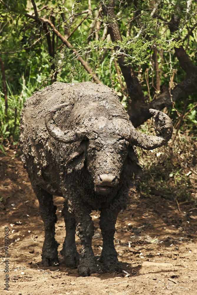 Fototapeta premium Cape Buffalo, Syncerus caffer, male, South Africa