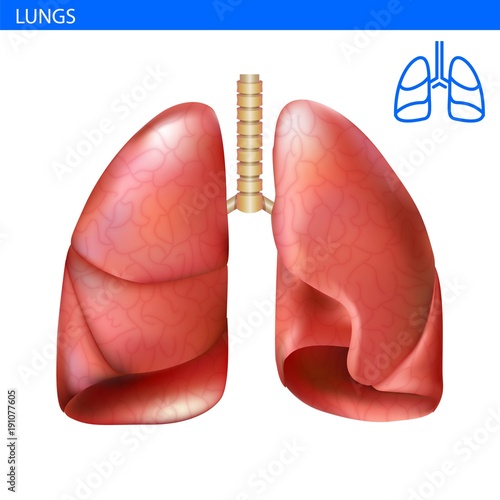 Human lungs anatomy realistic illustration front view in detail. Lunge exercise. Right and left lung with trachea. Healthy lung. Respiratory system.