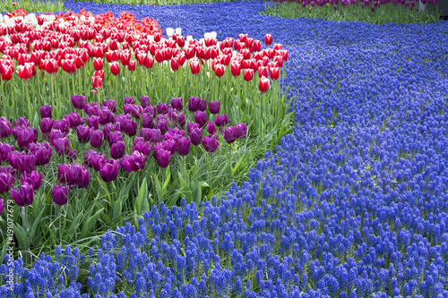 Flowerbed of tulip flowers, flower natural carpet.Blue, red and purple color . photo