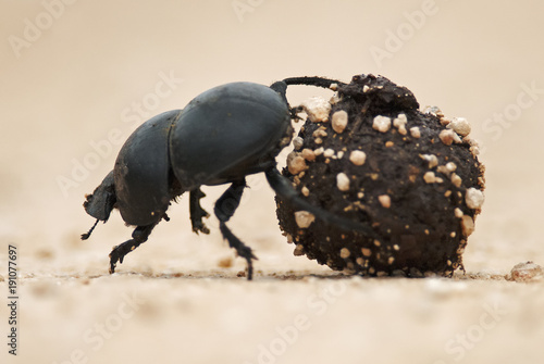 Flightless Dung Beetle, Circellium bacchus, roll dung ball, Addo Elephant National Park, South Africa