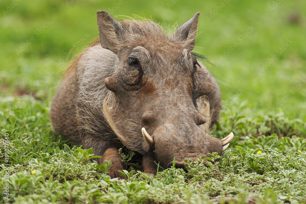 Fototapeta premium Warthog, Phacochoerus africanus, Addo Elephant Park, South Africa