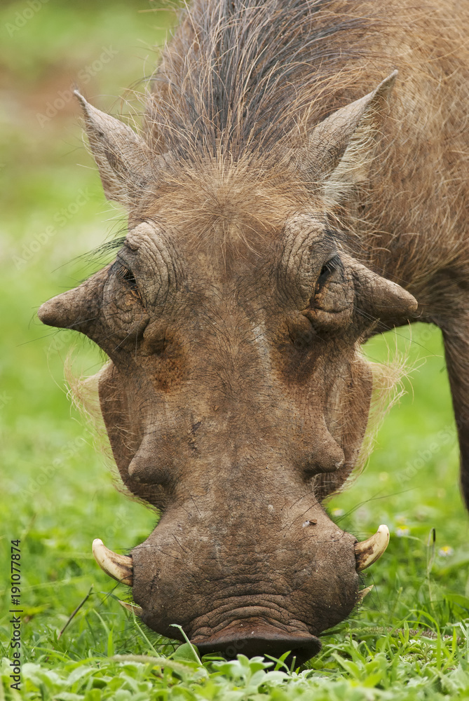 Warthog, Phacochoerus africanus, Addo Elephant Park, South Africa