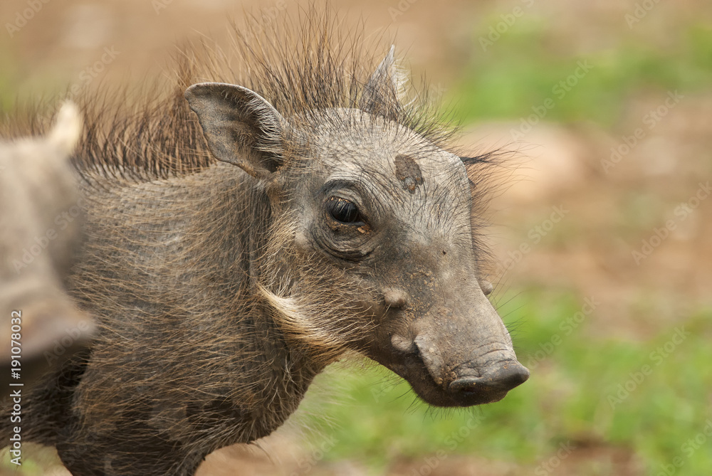 Fototapeta premium Warthog, Phacochoerus africanus, Addo Elephant Park, South Africa