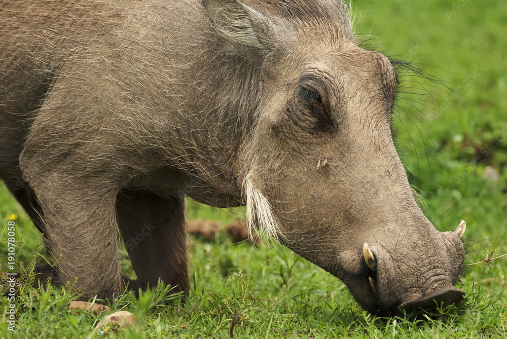 Warthog, Phacochoerus africanus, Addo Elephant Park, South Africa Warthog, Phacochoerus africanus, Addo Elephant Park, South Africa