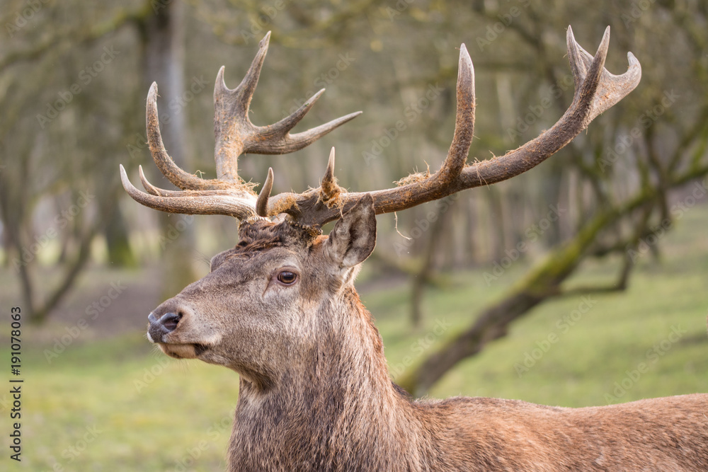 Hirsch Porträt Geweih Hirsch Porträt Geweih