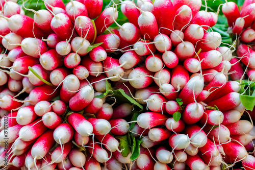 Large radish harvest for French breakfast close-up