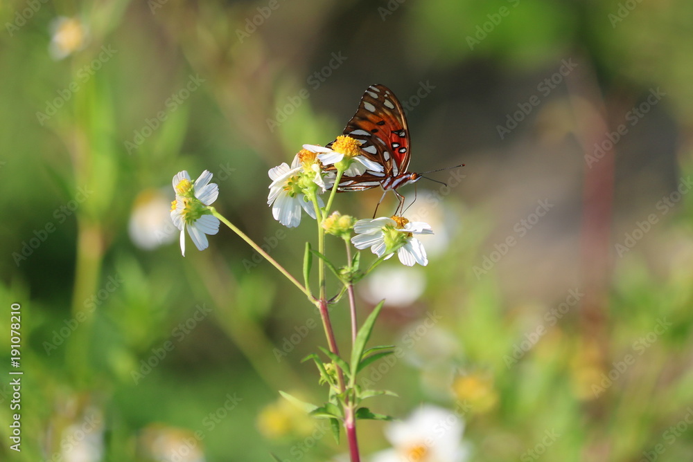 Butterfly, Jacksonville 01