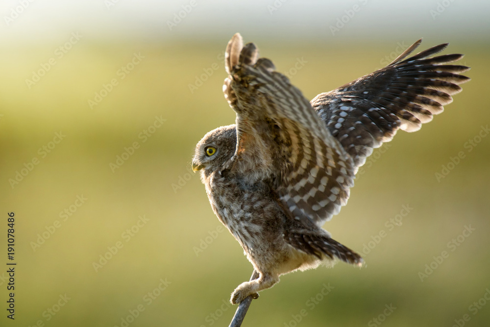 Fototapeta premium The little owl (Athene noctua) is on the stone on a beautiful background