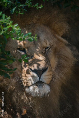 Gros plan sur le Lion dans un parc zoologique © Gerald Villena