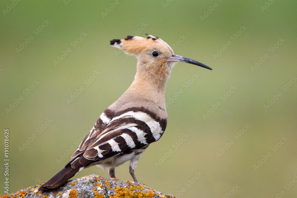 Hoopoe (Upupa epops) sitting on a stone Hoopoe (Upupa epops) sitting on a stone