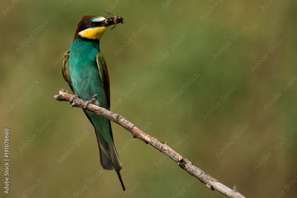 European bee eaters (Merops apiaster) sitting on a stick with a bee in its beak