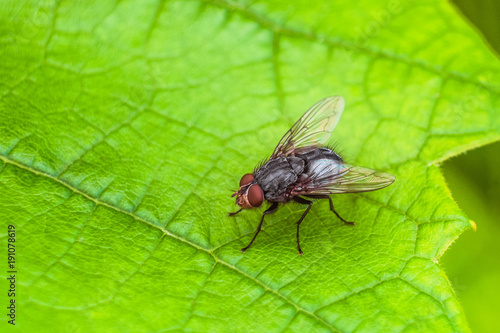 Gray fly insect on the green grape leaf in nature close-up. Natural background with selective focus.