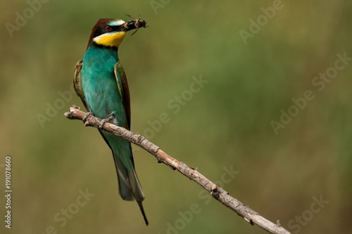 European bee eaters (Merops apiaster) sitting on a stick with a bee in its beak © Tatiana