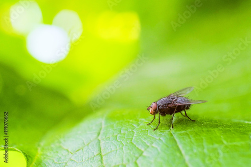 Gray fly insect on the green grape leaf in nature close-up. Bright natural background with selective focus.