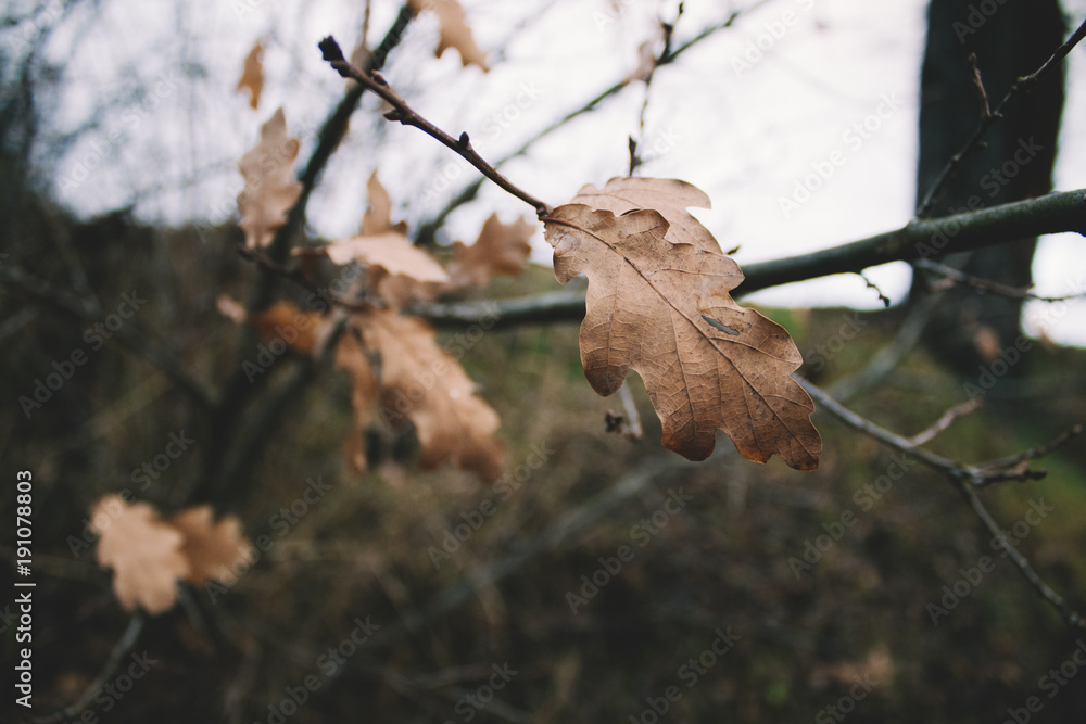 Fototapeta premium Herbstliche Blätter wehen im Wind