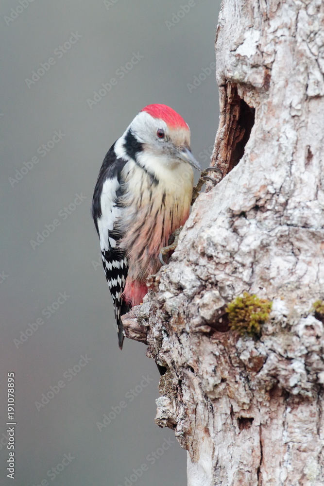 Middle spotted woodpecker (Dendrocopos medius) Middle spotted woodpecker (Dendrocopos medius)