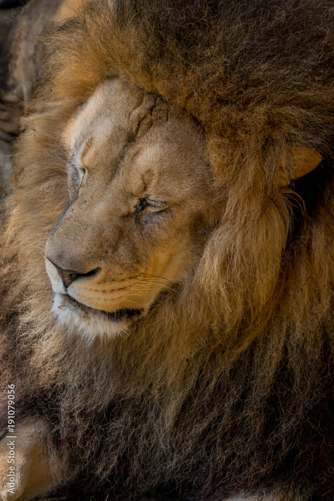 Gros plan sur le Lion dans un parc zoologique