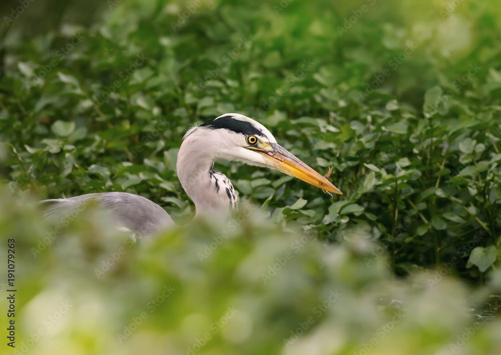 Obraz premium Close up of a Grey heron with a catch