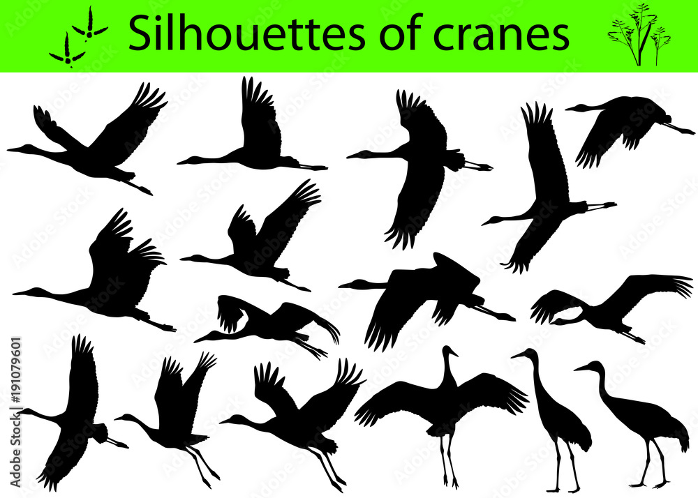Obraz premium Collection of silhouettes of cranes