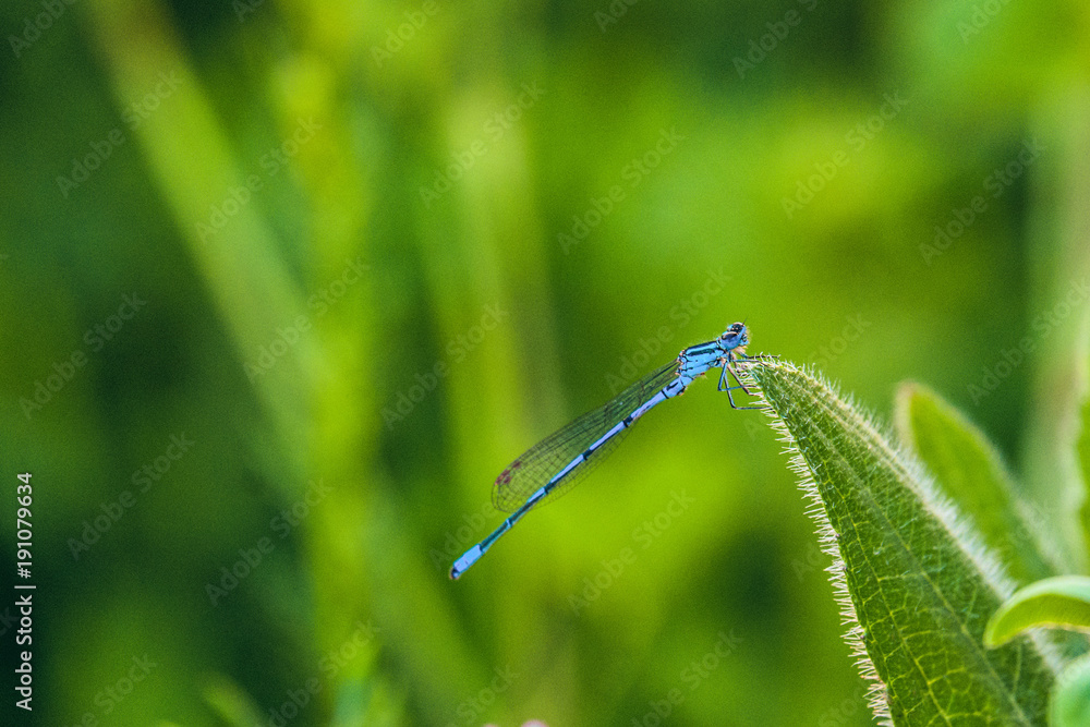 Anamorphic blue dragonfly Arrow Southern (Coenagrion mercuriale). Blue Damselfly Coenagrionidae insect on a green herb leaf. Natural background with selective focus. Anamorphic blue dragonfly Arrow Southern (Coenagrion mercuriale). Blue Damselfly Coenagrionidae insect on a green herb leaf. Natural background with selective focus.