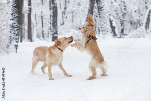 Dogs Playing in Snow. Winter dog walk in the park