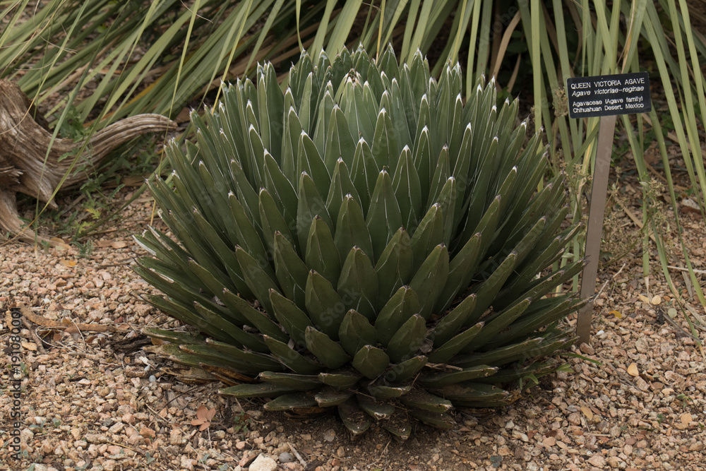 Queen Victoria Agave plant close-up Queen Victoria Agave plant close-up