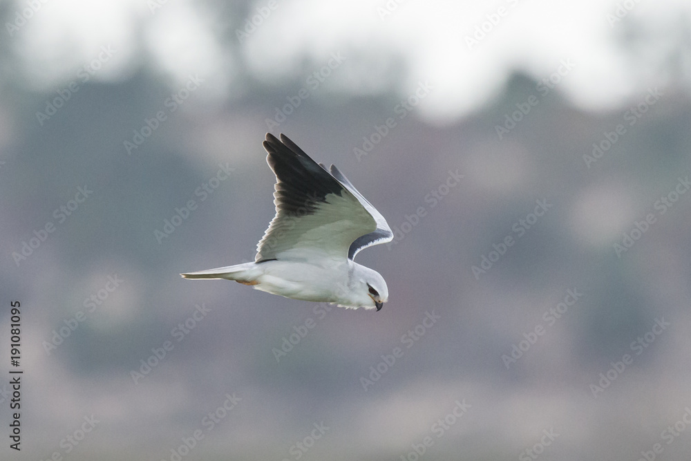 White-tailed Kite - Elanus leucurus