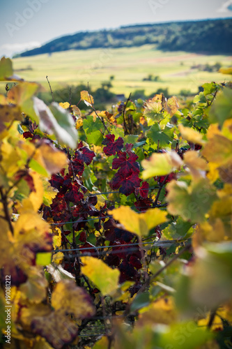 bourgogne automnale