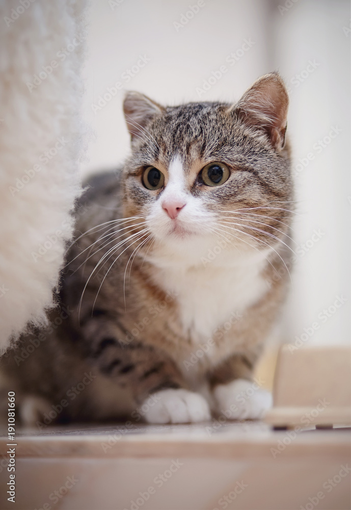 The gray striped cat with white paws, sits. The gray striped cat with white paws, sits.